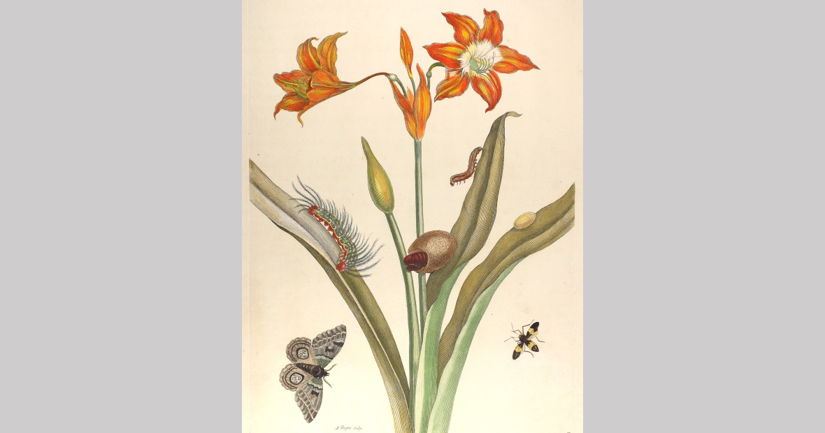Maria Sibylla Merian's 'The Metamorphoses of the Insects of